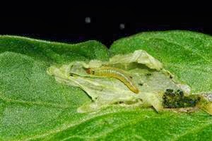 Exposed leaf miner adult on tomato leaf
