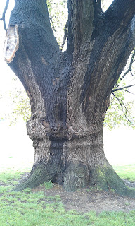 Quercus robur - Oak Tree Brockwell Park Huge Trunk