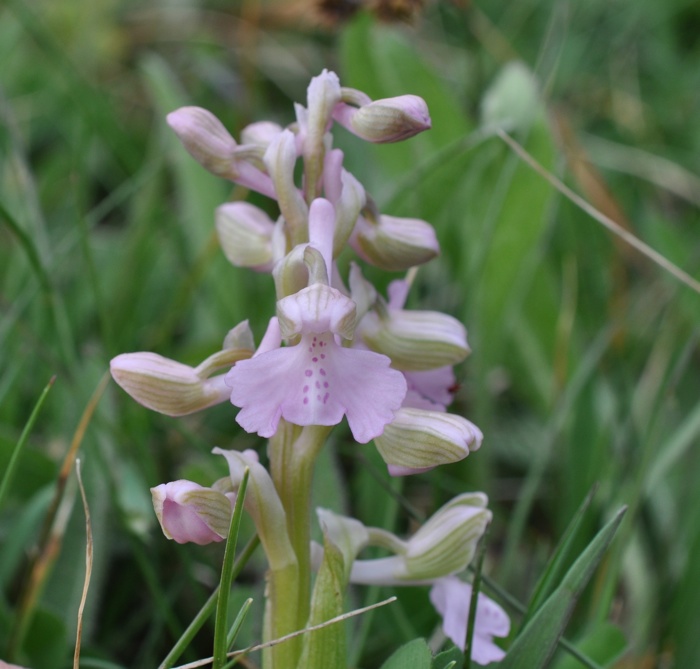 Orchis bouffon rose Orchis bouffon rose