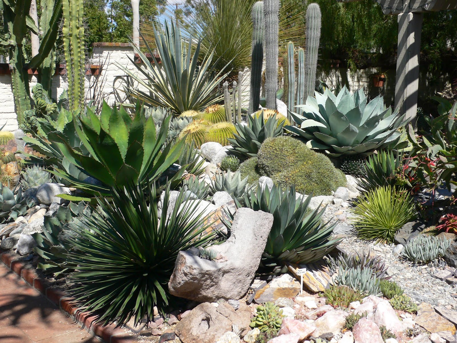 My Carolina Yard: The Year of the Succulent: Tips for ... My Carolina Yard The Year of the Succulent Tips for