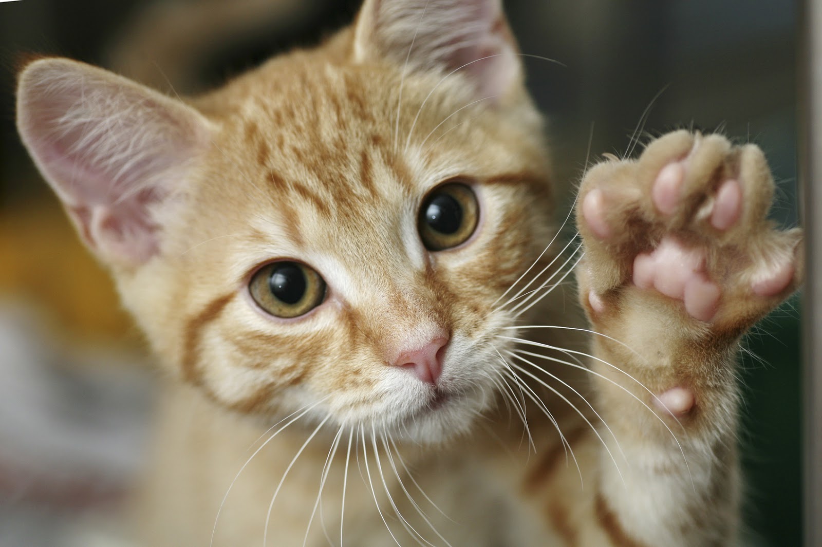 Berkeley Heights Animal Hospital 5 Signs That Your Cat Needs a Trip to