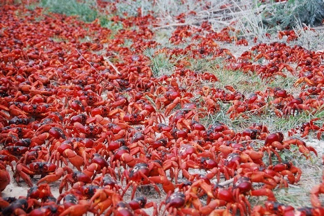 Kepiting Merah yang Bermigrasi Kelaut Saat Musim Bertelur