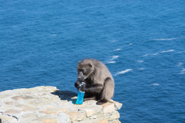Un babuino en Playa Platboombay