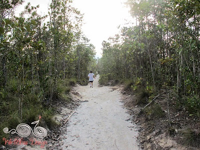 Lintang Trail Heath Forest @ Bako NP - Heath Forest Section