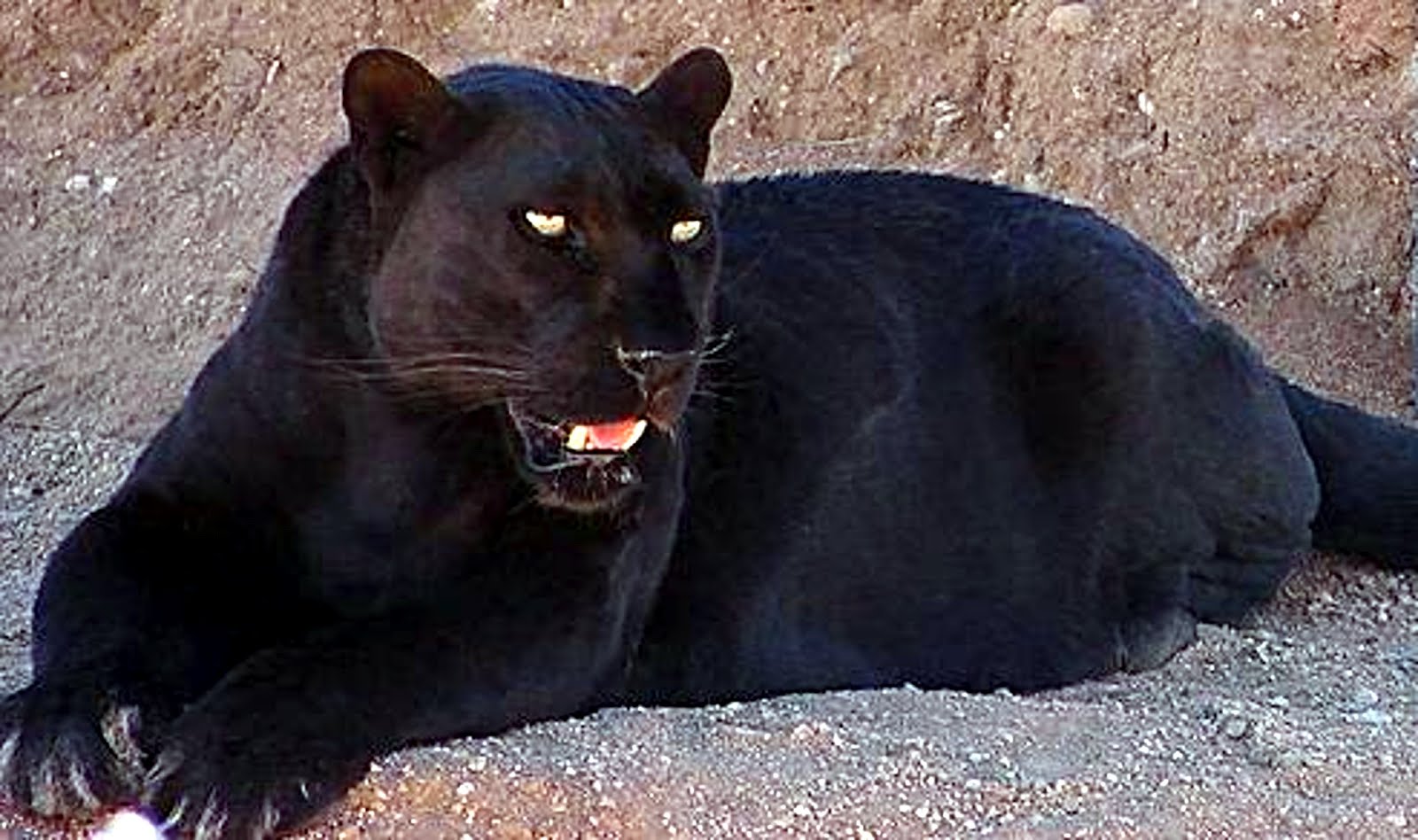 puma negro animal
