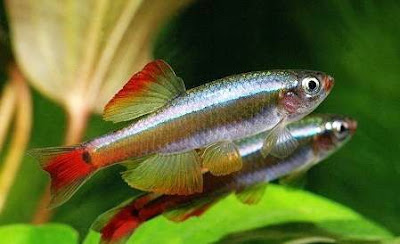 Ikan Hias Aquarium Mini Ikan Hias Aquarium Mini