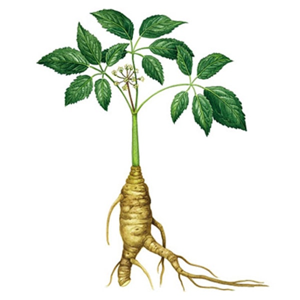 7 Health Benefits of Ginseng Herbal Remedy from Chinese Traditional