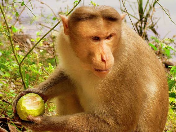 99 WOW: Men Mimic Monkeys Hairstyleالرجال يقلدون تسريحات شعر القرود