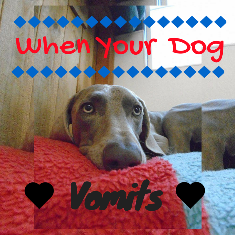 What Food To Give Dog After Vomiting What Food To Give Dog After Vomiting