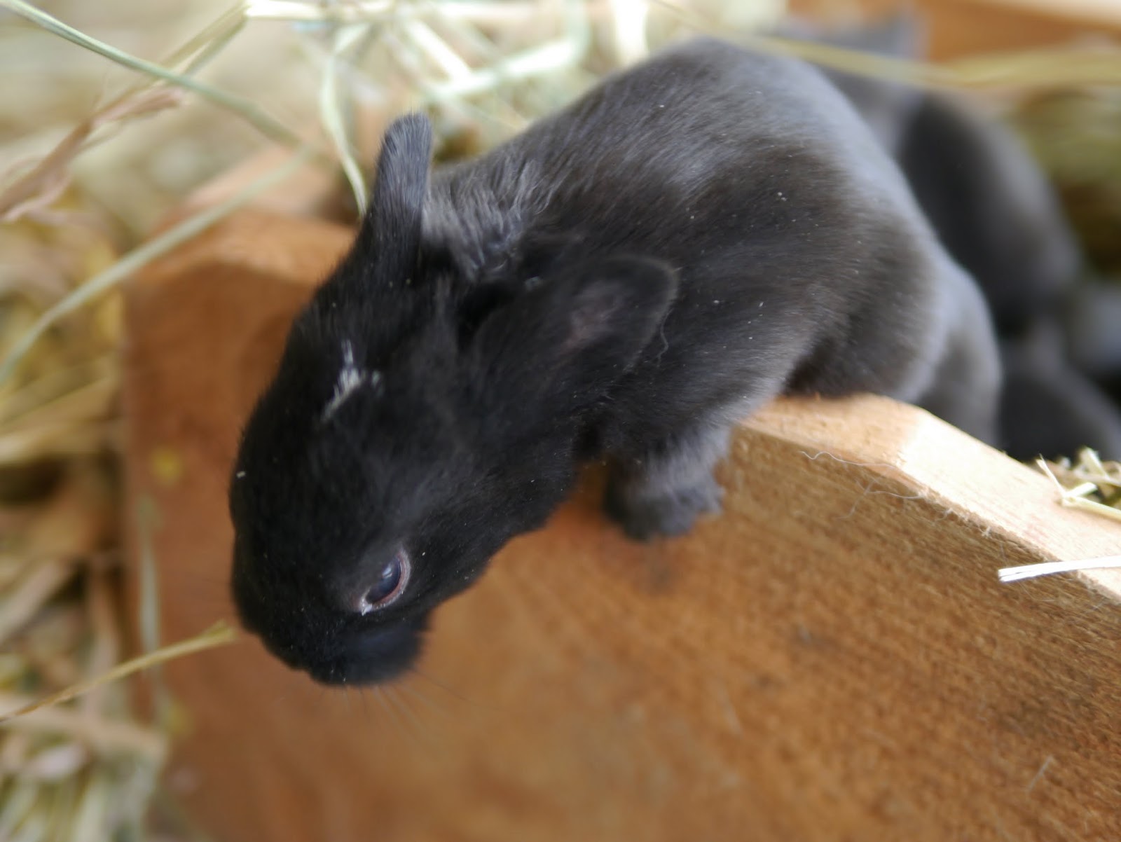 Image result for rabbit nesting box