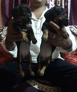 dachshund puppies for sale in bangalore