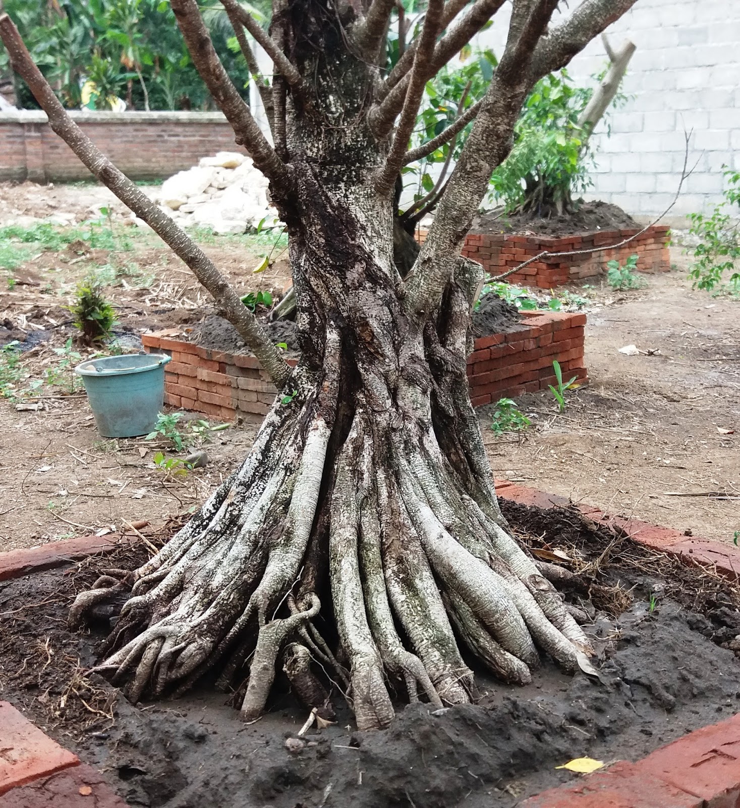 Bonsai Progression Pembesaran Batang Bonsai