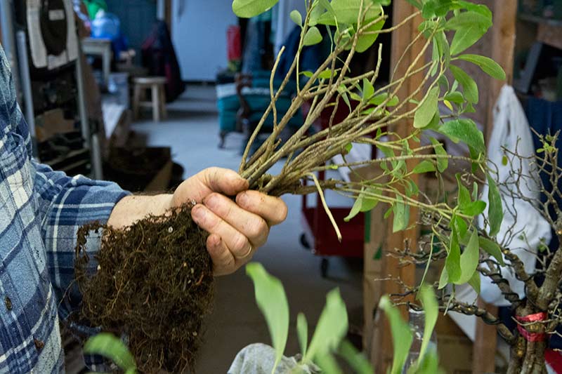 Walter Pall Bonsai Adventures Hank Miller starts a fused trunk ficus
