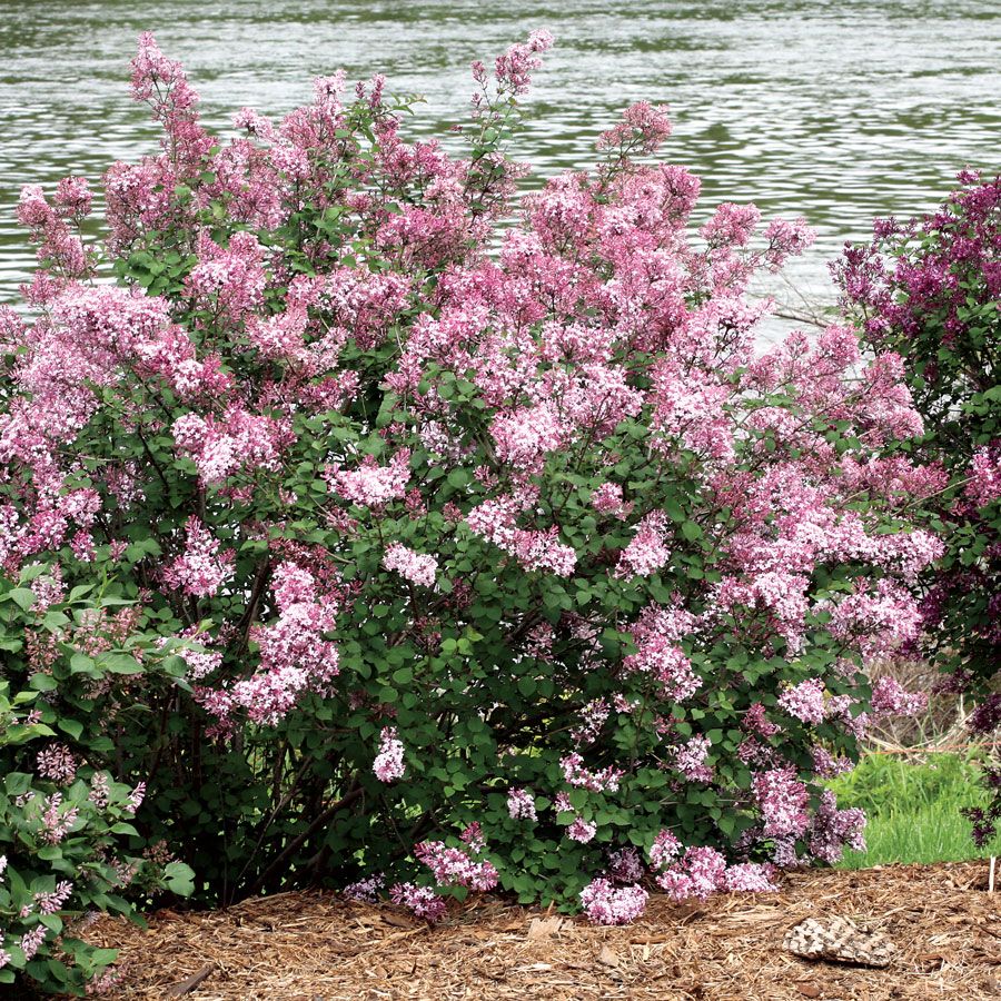 Pink Perfume Bloomerang® Syringa The Next Big Thing in Lilacs