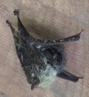 Rhynchonycteris naso, Proboscis Bat