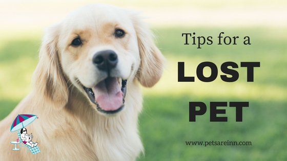 lost pet tips