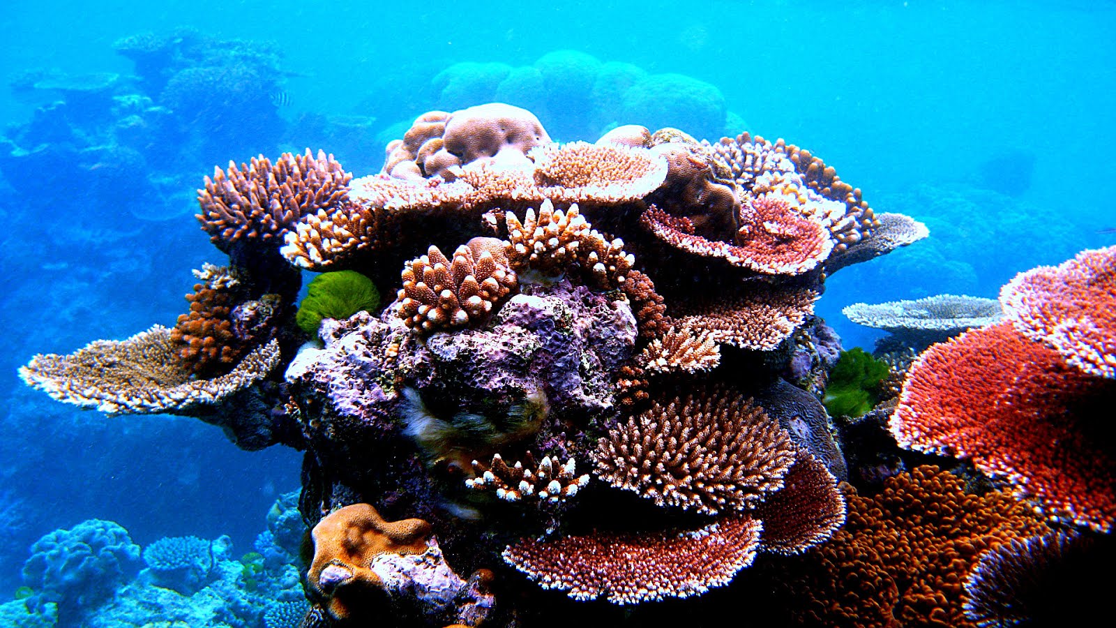 Environmental issues with coral reefs Danger Danger Choices
