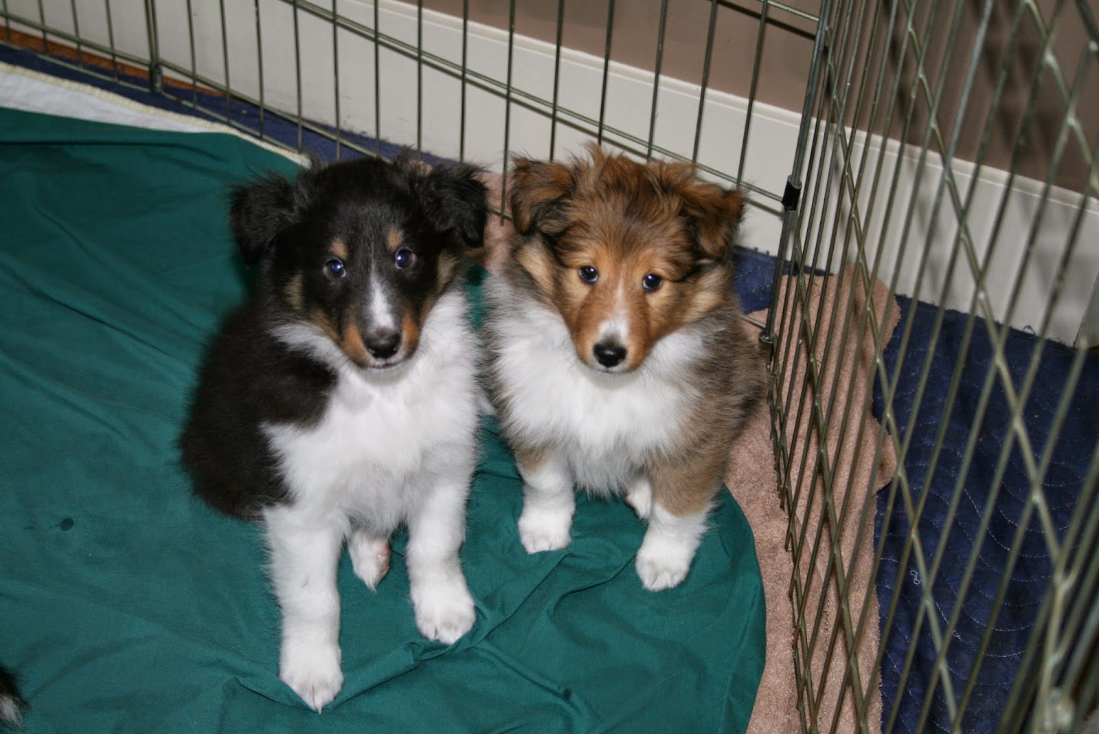 Hyper Hounds Shelties