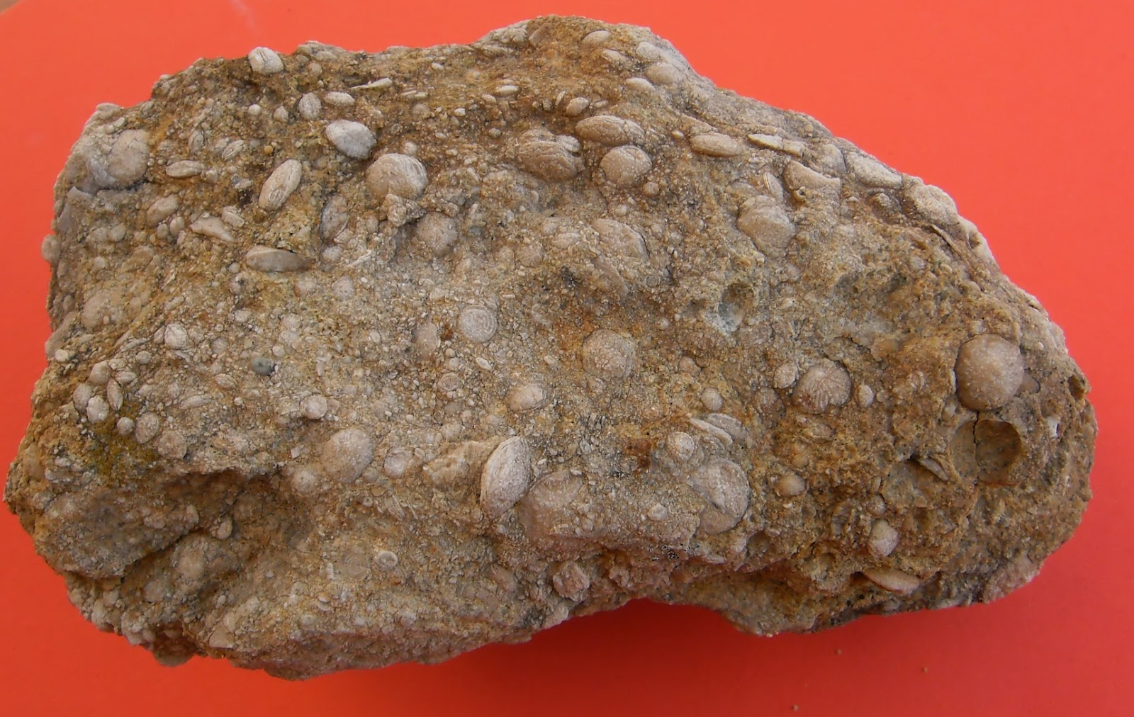 Fossils Pictures Fossil Pictures Foraminifera, Nummulites