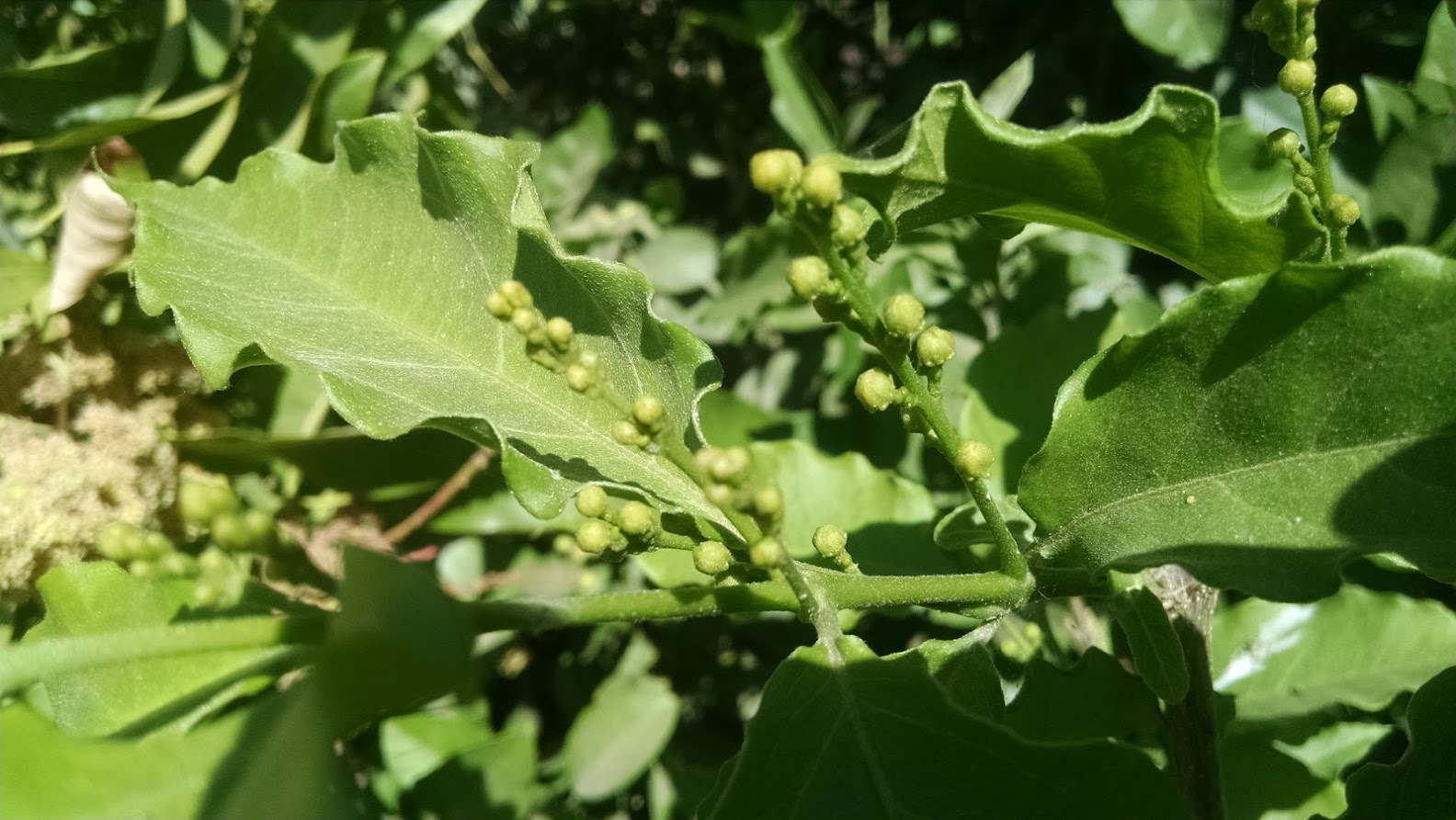 Desert Valley Orchard Peanut Butter Fruit