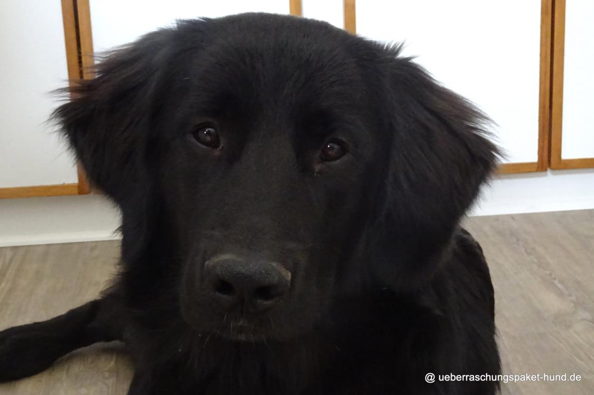 Überraschungspaket Hund ein Hundeblog der zeigt, wie unterschiedlich