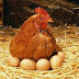 ¿Quién fue primero? ¿La gallina o el huevo?