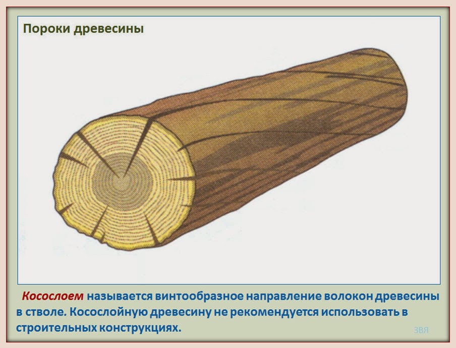 выявление пороков древесины. пороки строения древесины двойная сердцевина. какой порок древесины считается самым распространенным. какой порок древесины придает красоту. пасынок порок древесины.