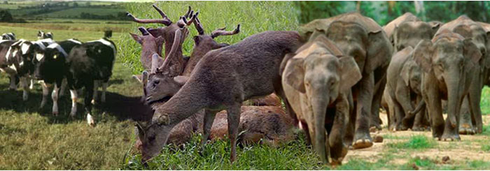 Objek dan Permasalahan Biologi Biologi Edukasi Belajar