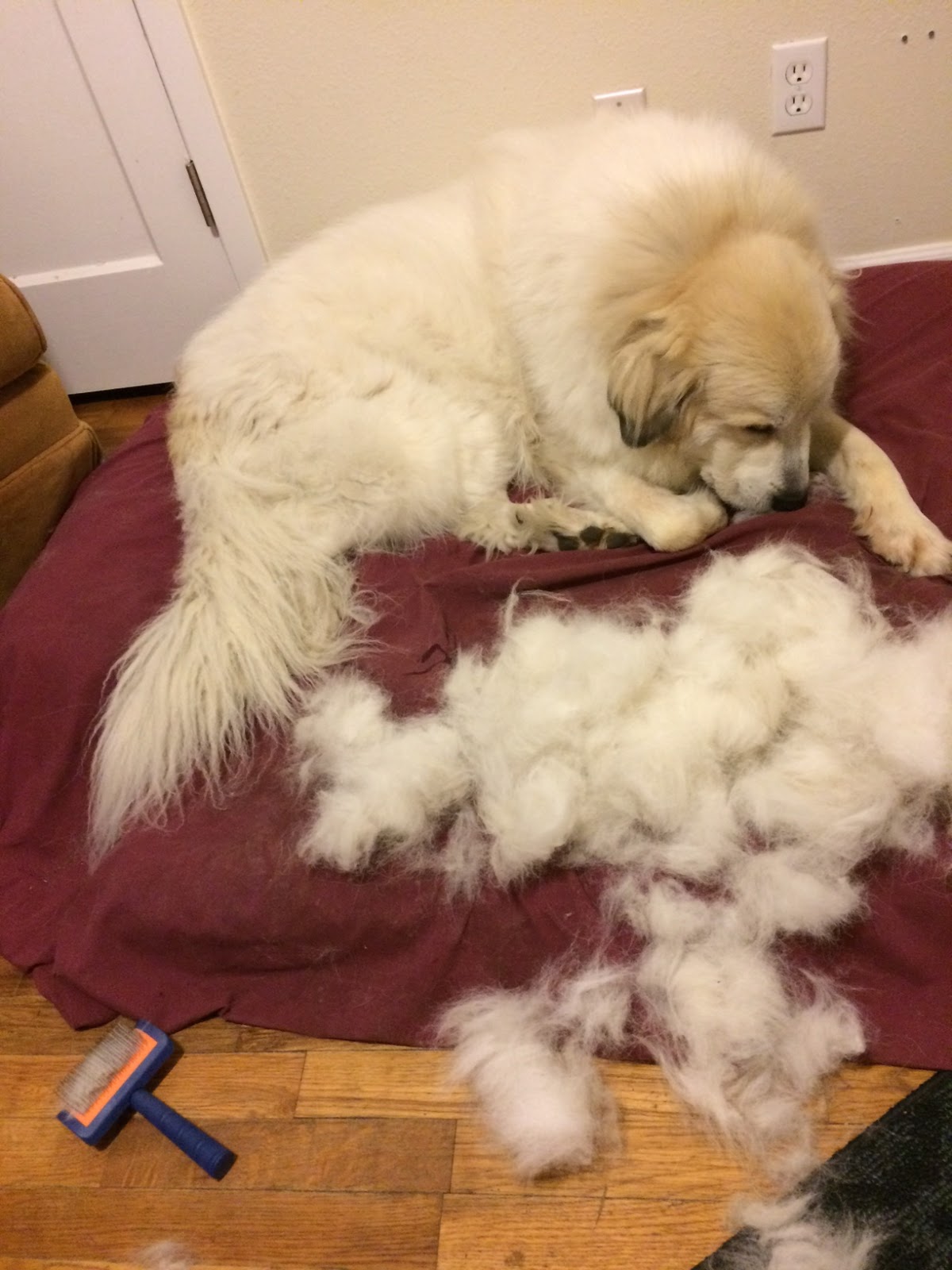 Great Pyrenees Rescue Society News and Events Grooming Tips