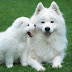250 Best Names for Dogs With White Fur