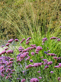 Verbena bonariensis tall verbena ornamental grass at Toronto Botanical Garden by garden muses-not another Toronto gardening blog