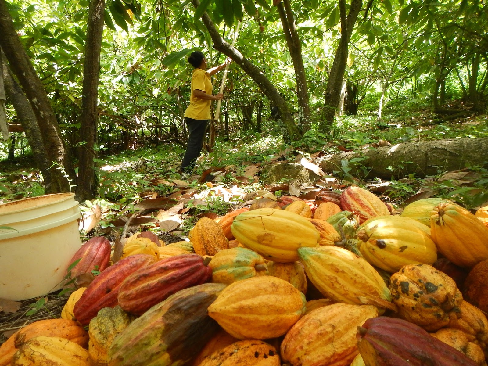 Cocoa Processing in Grenada