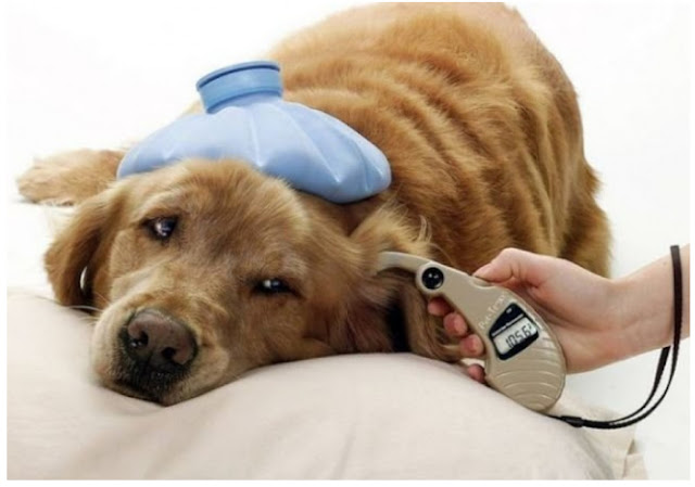 Dog Ear Infection Medicine, Symptoms, Diagnosis, Treatment and Prevention Dog Ear Infection Medicine, Symptoms, Diagnosis, Treatment and Prevention