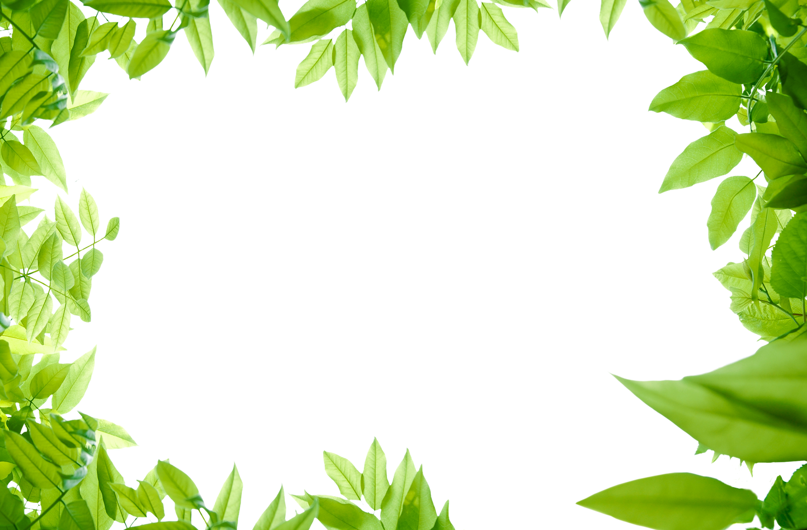 Free HD Leaves PNG Format