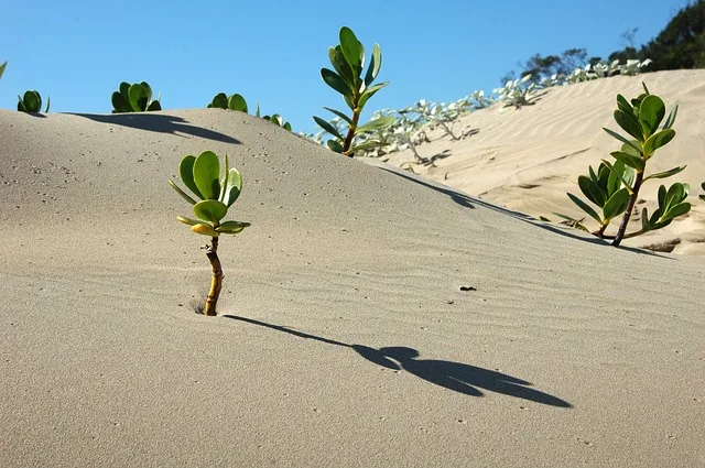 Mise en place d’une simple pépinière d’arbres