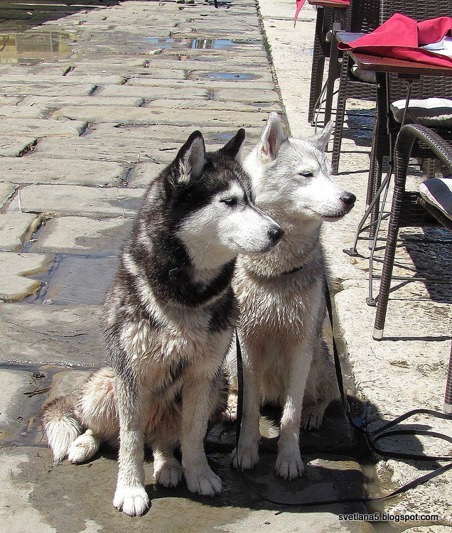 Sibirski husky pasma