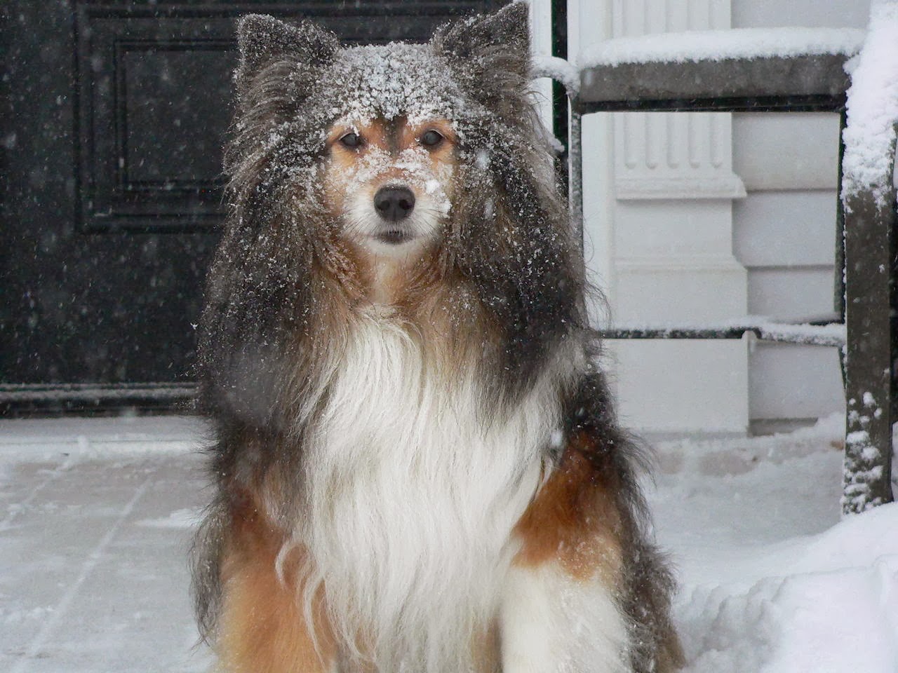 Cute dogs - part 9 (50 pics), dog on the snowy day