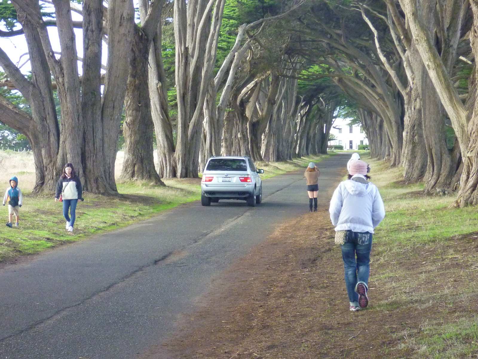 Cypress Tree Tunnel Parking Cypress Tree Tunnel Parking