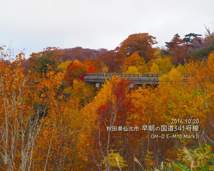 早朝の玉川温泉大橋の紅葉っぷり