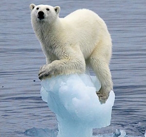 Resultado de imagem para ursos polares com aquecimento global