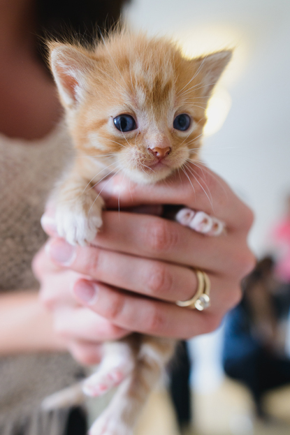 How To Care For Cat That Had Stillborn Kitten How To Care For Cat That Had Stillborn Kitten