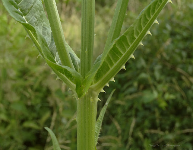 Szczeć pospolita (Dipsacus fullonum syn. Dipsacus sylvestris)