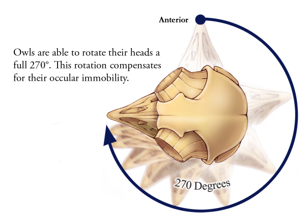 How the Owls Spin their Head