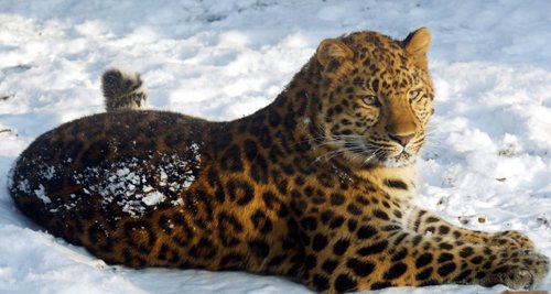 Abe's Animals: Endangered leopards