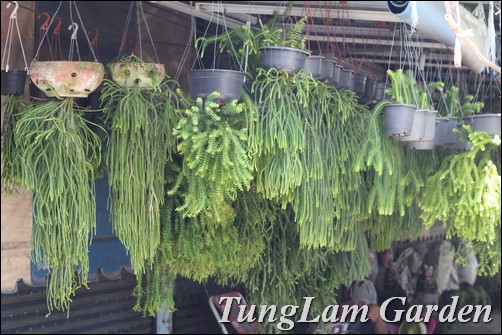 Dương xỉ, tóc thần vệ nữ, quyển bá, ổ rồng, cây nội thất, cây rủ, cây treo, Dương xỉ, tóc thần vệ nữ, quyển bá, ổ rồng, cây nội thất, cây rủ, cây treo,