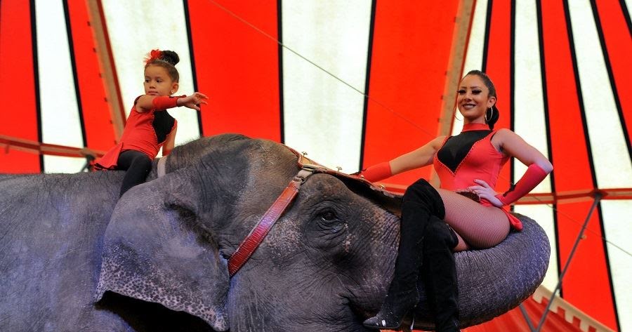 Circus News MAIK GÄRTNER IM CIRCUSBAU VON BUDAPEST