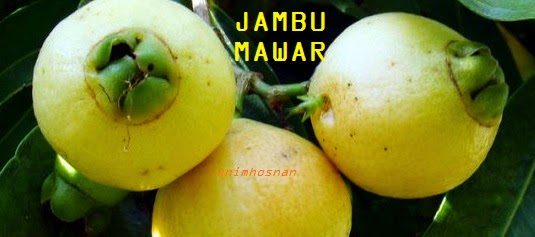 Anim Agro Technology Jambu  Mawar 