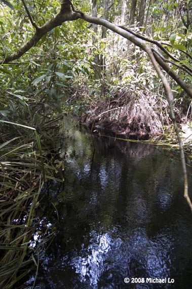 The rainforests of Borneo & Southeast Asia: Sundadanio margarition, the 