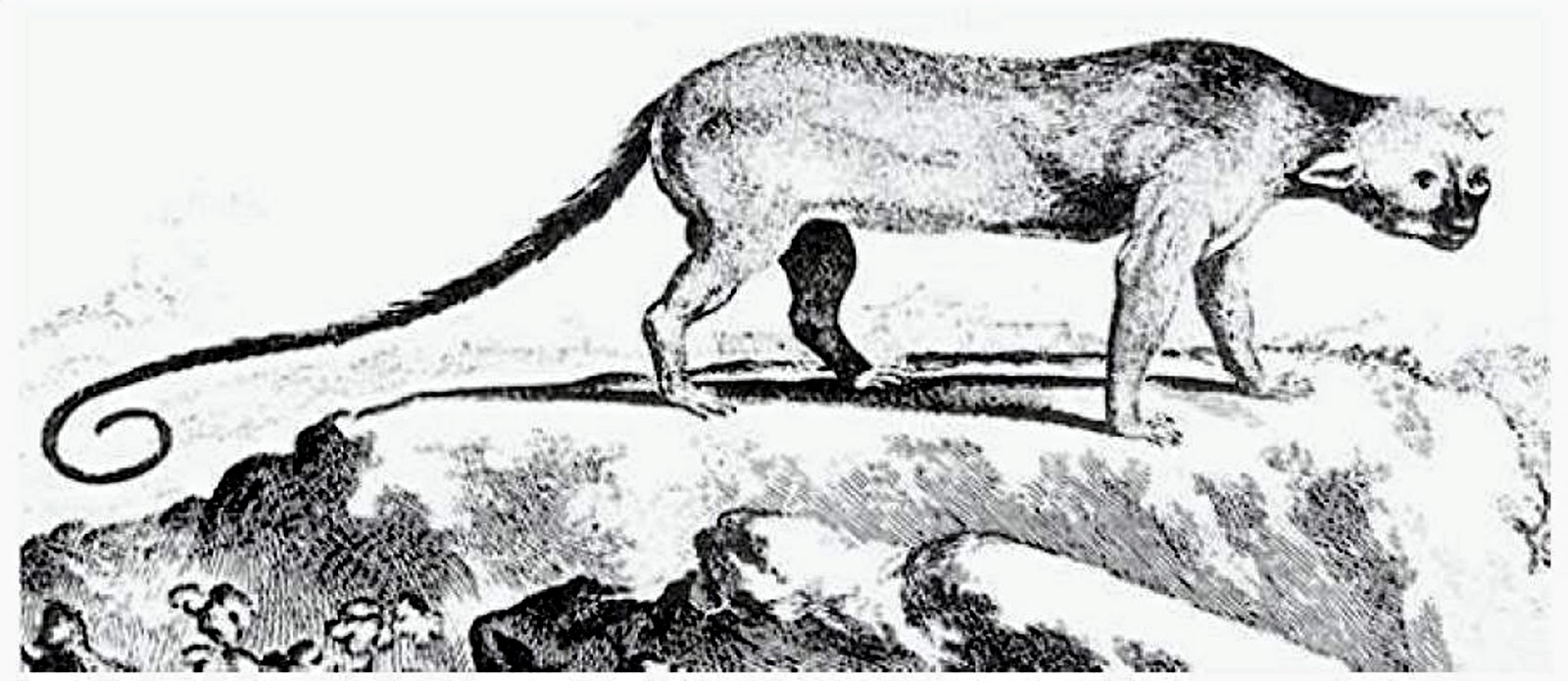 Abe's Animals: My favorite extinct animals by century (1500-Present)