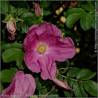 Rosa rugosa flower - Róża pomarszczona kwiat
